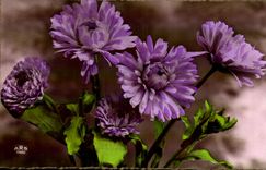 Flor de la fantasia de CPA