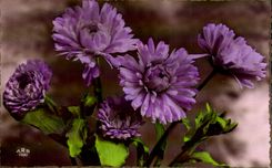 Flor de la fantasia de CPA