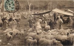 Mercado argelino de las escenas de CPA con las ovejas