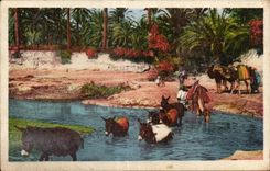 Escenas de CPA Argelia y paso estAndar del burro del asno de I Ouad