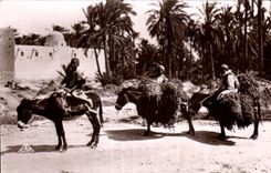 Las escenas y los tipos de CPA vuelven en el interin el burro Datiers del asno del oasis