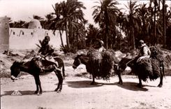 CPA Algeria Scenes and Standard Return ad interim oasis Ass Donkey Datiers