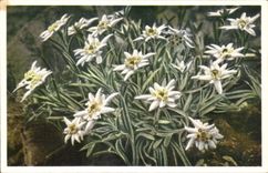 Flores de la fantasia de CPA