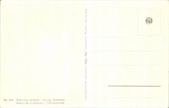 Flores de la fantasia de CPA