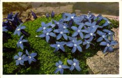 Flores de la fantasia de CPA