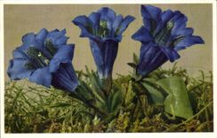 Flores de la fantasia de CPA