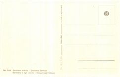 Flores de la fantasia de CPA