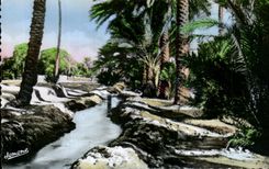 CPA Biskra Algeria a seghia in the Palm plantation