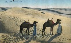 Paso de CPA Argelia del camello del camello de las dunas