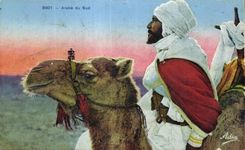 Arabe CPA Argelia del camello del sur del camello