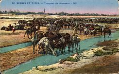 Escenas y tipos manada de CPA de camellos del camello