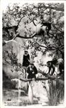 CPSM colobus Monkeys Singes