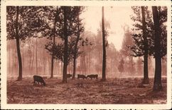 CPA au lever du jour Vaches