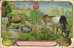 Image Buffle Domesticates Zebu Soles and Morvan Heels