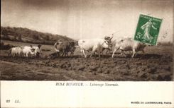 CPA Other Rosa Happiness Nevers-native Tilling