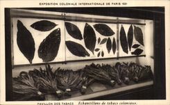CPA Exposition Coloniale Internationale De pavillon des tabacs echantillons de tabacs coloniaux