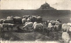 CPA Le Mont saint michel Le pres sales des greves Mouton Berger 