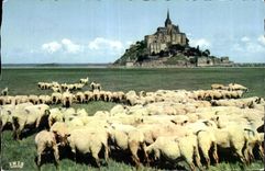 CPA Le Mont saint michel Le pres sales des greves Moutons Sheep