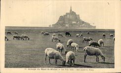 CPA Abbaye du mont st michel Les pres sales Moutons Sheep