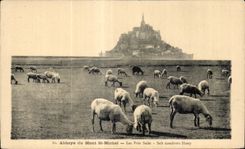 CPA Abbaye du mont st michel les pres sales salt meadows sheep