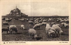 CPA Graves du mont st michel Moutons Sheep