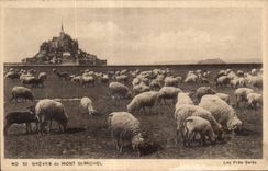 CPA Greves du mont st michel Moutons Sheep
