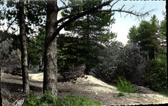 CPA Quend Plage the Pines Summons