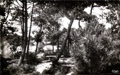 CPA Quend Plage the Pines Summons Under Wood