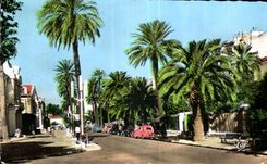 CPA Hyeres les Palmiers Avenue de Belgique 