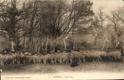 CPA Hyeres Sous Bois Moutons Sheep