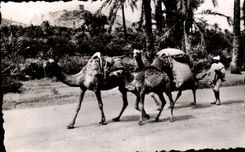 CPA Morocco Scenes and Standards Cracked going to the Souk Camel Chameau