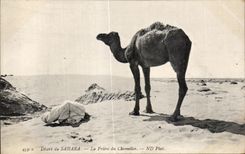 CPA Morocco Serves of the Sahara the Prayer of the Camel driver Camel Chameau