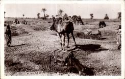 CPA Morocco (Scenes and Standards) Camels in Camel pasture