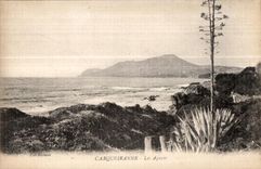 Carqueiranne - Sisal plants - CPA