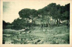 Carqueiranne - Pines - CPA