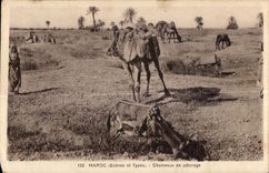 CPA Morocco Scenes and Standard Camels in Camel pasture