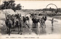 CPA Morocco Scenes and standard Herd the Camels Camel Camel
