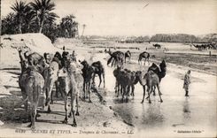 CPA Morocco Scenes And Standard Herd of Camels Camel Camel