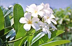 CPSM Fleurs de Frangipaniers Plumeria 