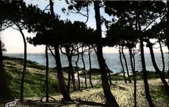 CPSM saint jean de monts la mer a travers la foret 