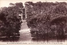 CPA Saint jean de monts (Vendee) la foret de sapins s etend sur le long de la plage