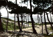 CPSM Saint jean de monts (Vendee) la mer a travers la foret des 