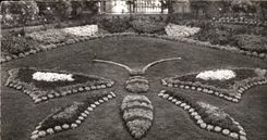CPSM Avranches (manche) le jardin des plantes le papillon Butterfly