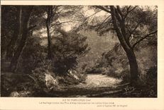 CPA Ile De Port Cros (Var) Le fouilliage soyaux des Pins d Alep