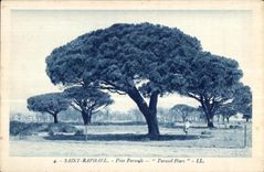 CPA Saint Raphael Pius Parasols Farasol Pines 