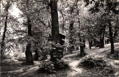 CPA Montmorency (S and O) the Chestnut grove