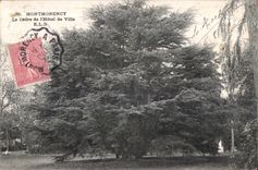 CPA Montmorency the Cedar of Town hall ELD