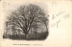 CPA forest of Montmorency the Mazurier Oak