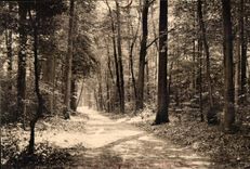 CPA Pare de Saint Cloud Allee de 