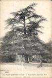 CPA Foret de Meudon el cedro grande dice Ambre verde